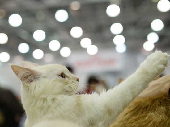 Grand Prix Royal Canin 2013 international cat show