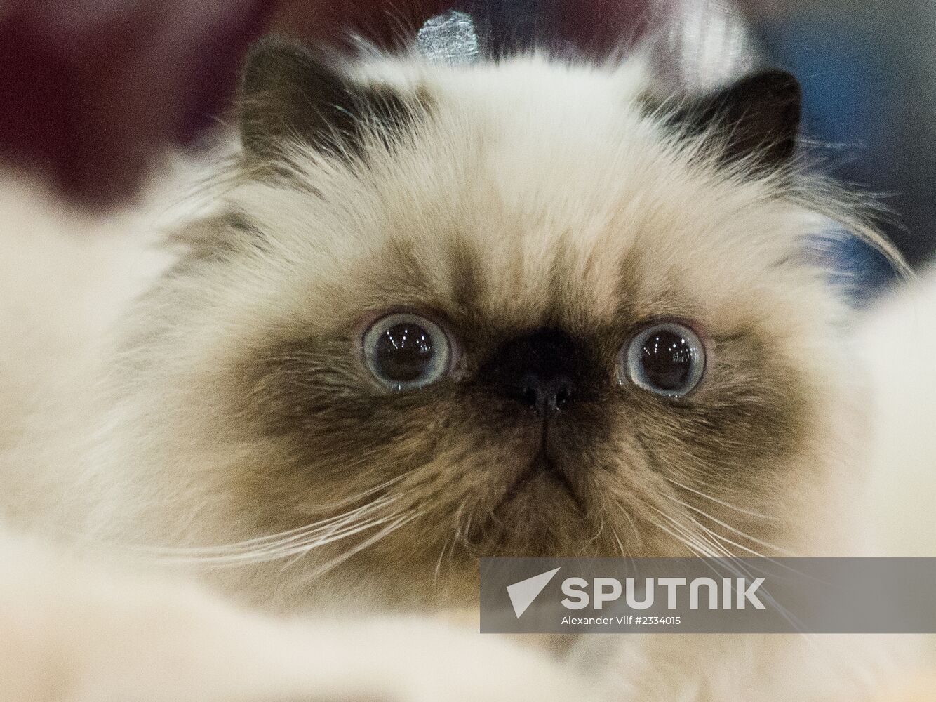 Grand Prix Royal Canin 2013 international cat show