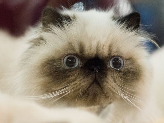 Grand Prix Royal Canin 2013 international cat show