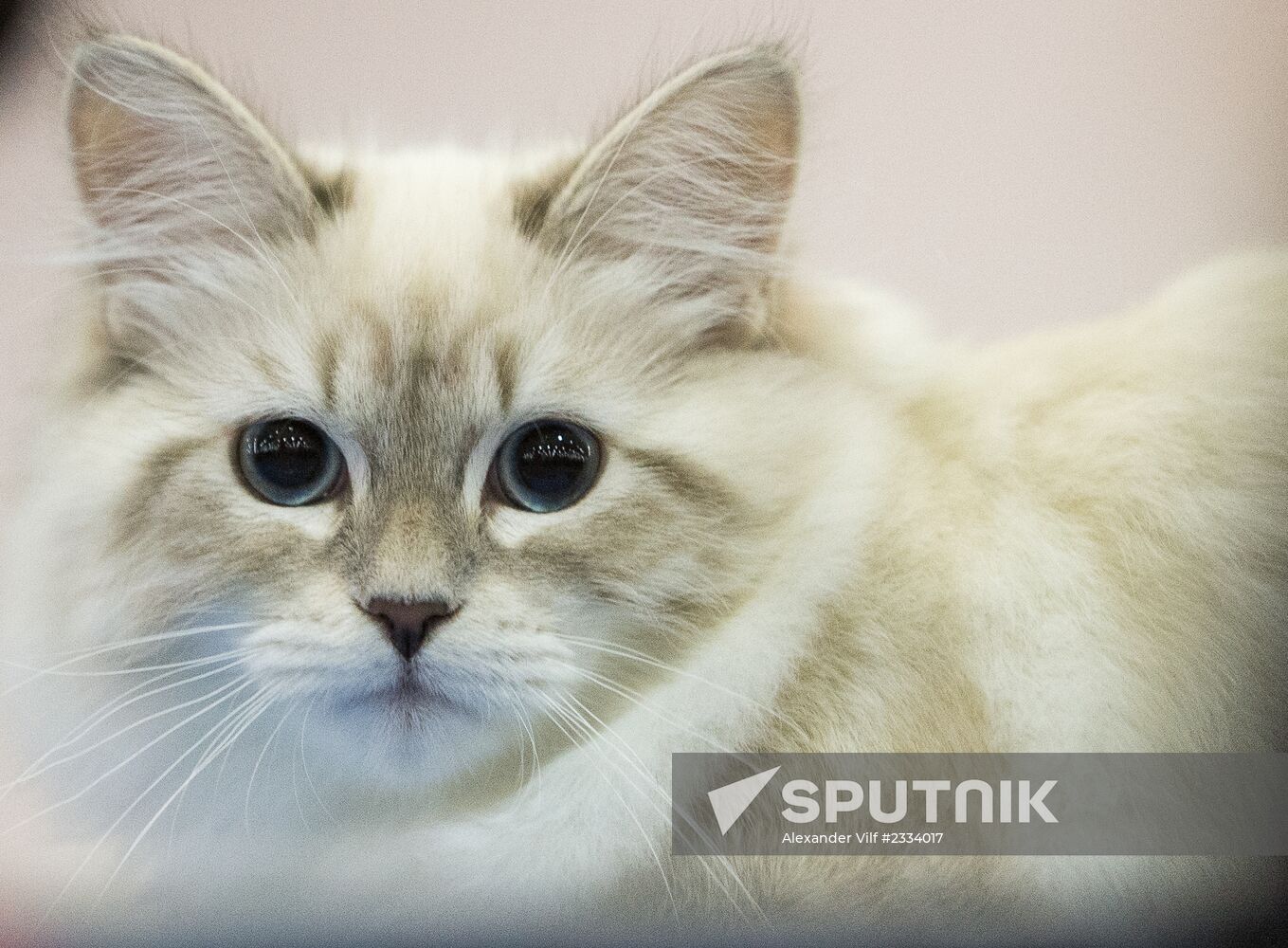 Grand Prix Royal Canin 2013 international cat show