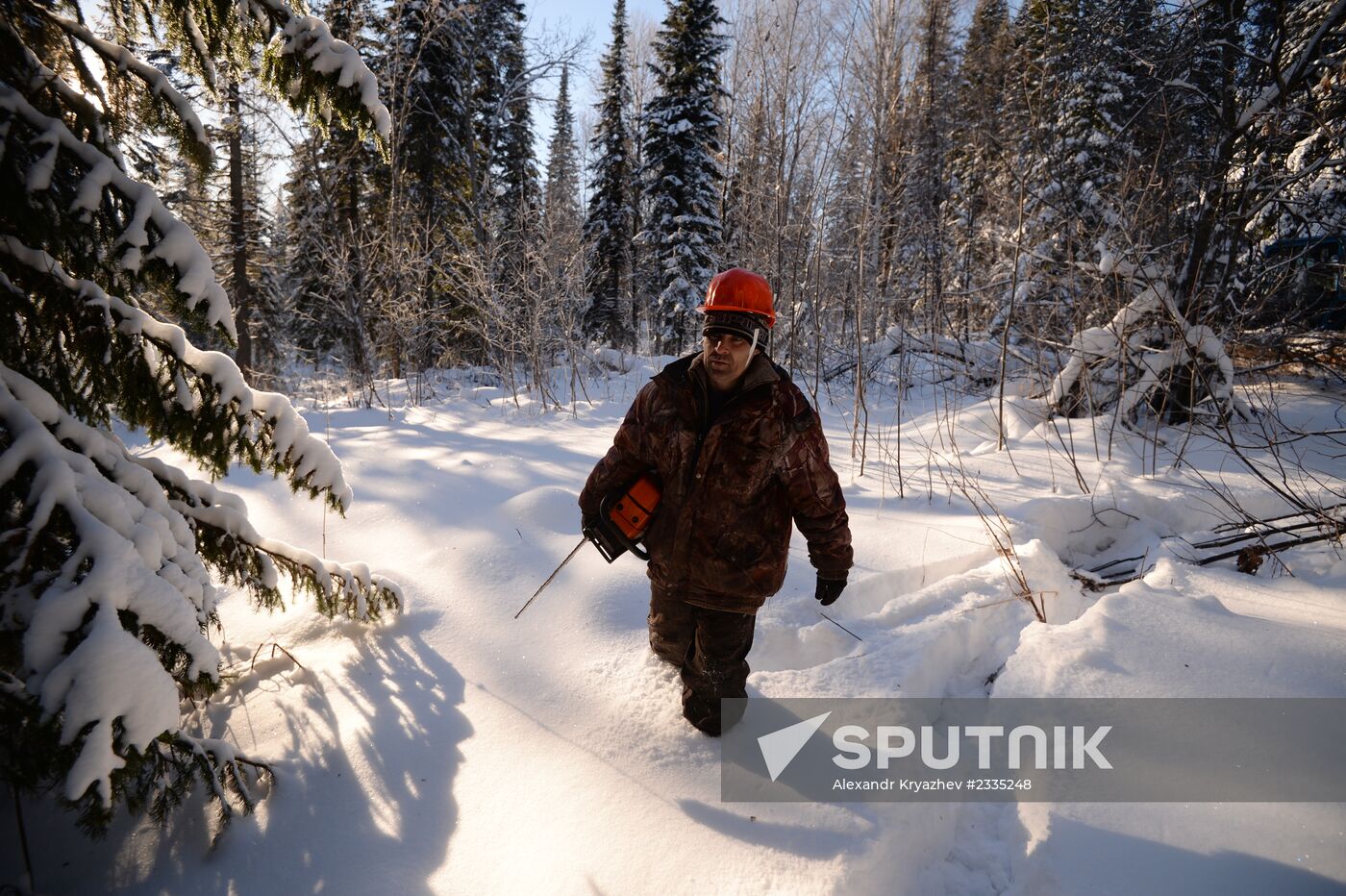 Logging in Novosibirsk region