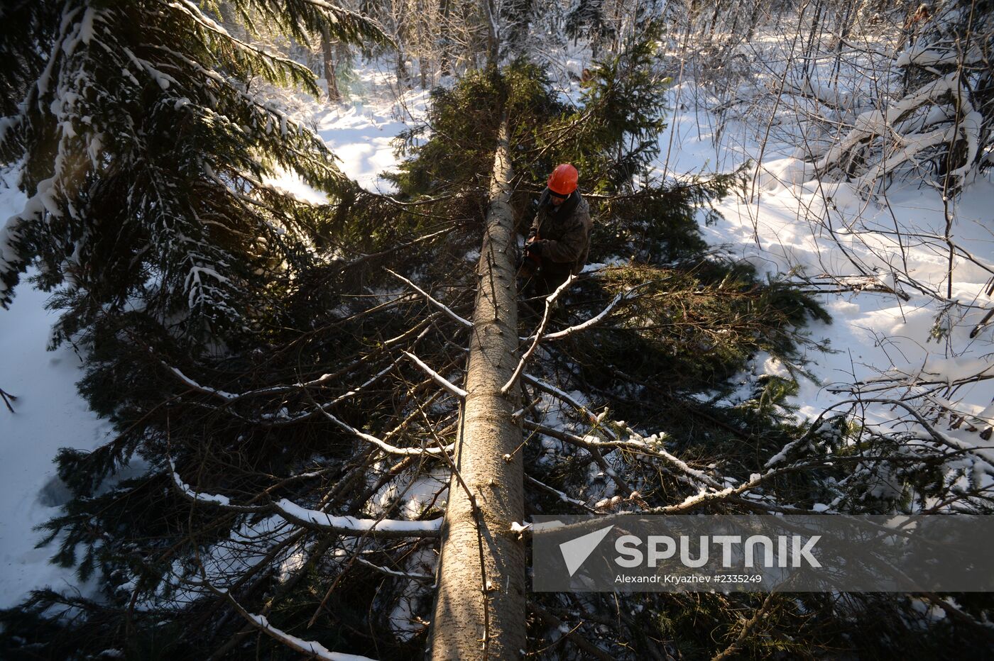 Logging in Novosibirsk region