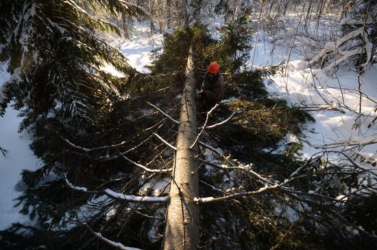 Logging in Novosibirsk region