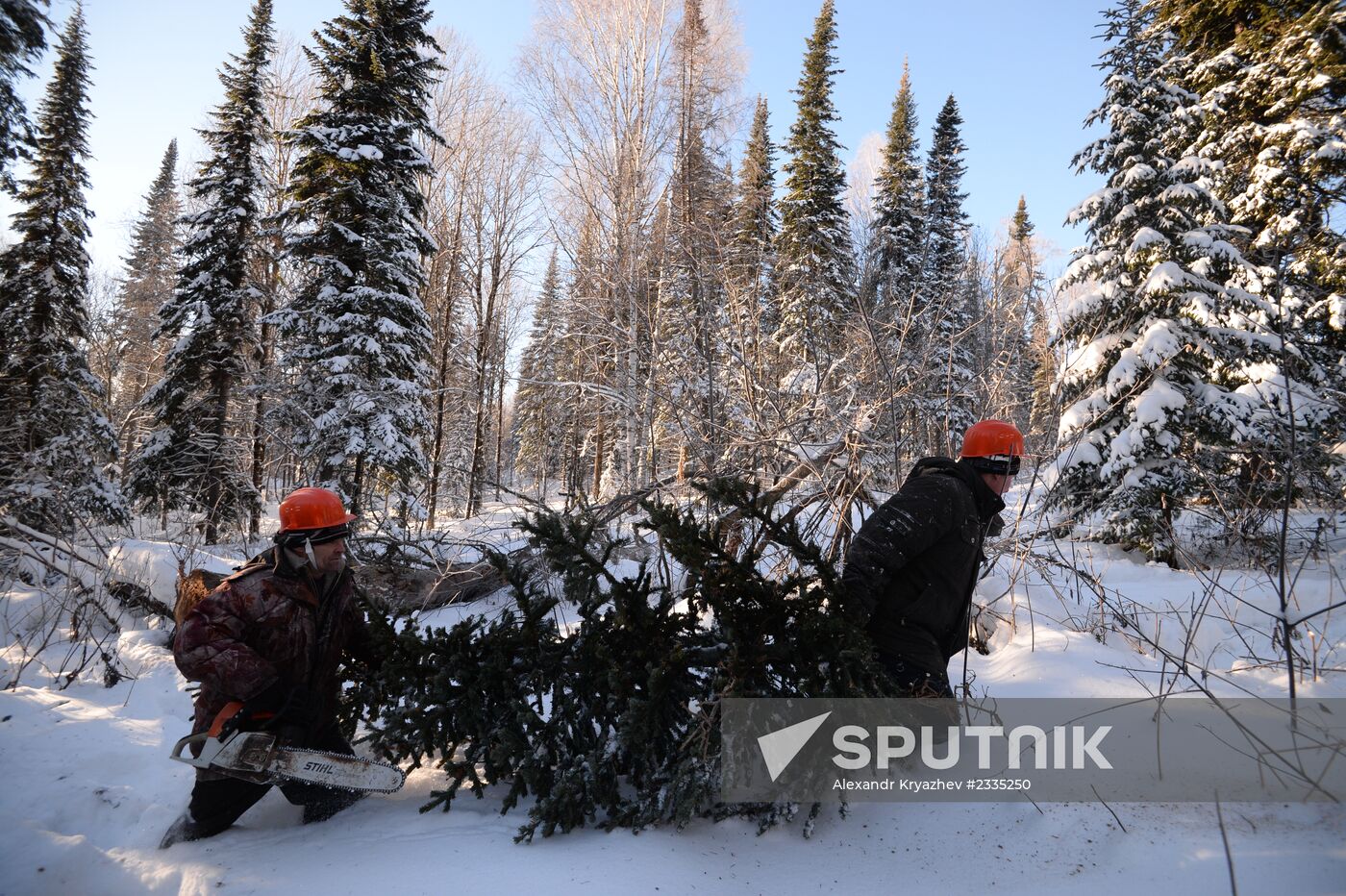 Logging in Novosibirsk Region