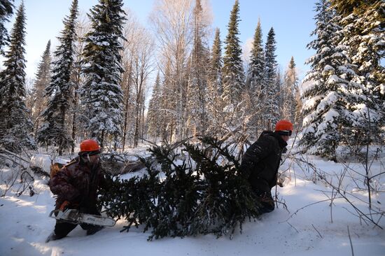 Logging in Novosibirsk Region