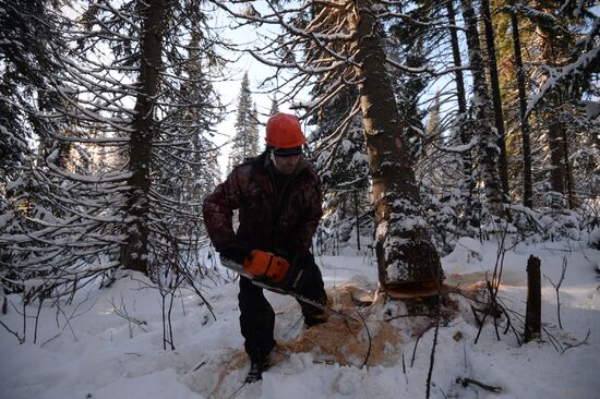 Logging in Novosibirsk region