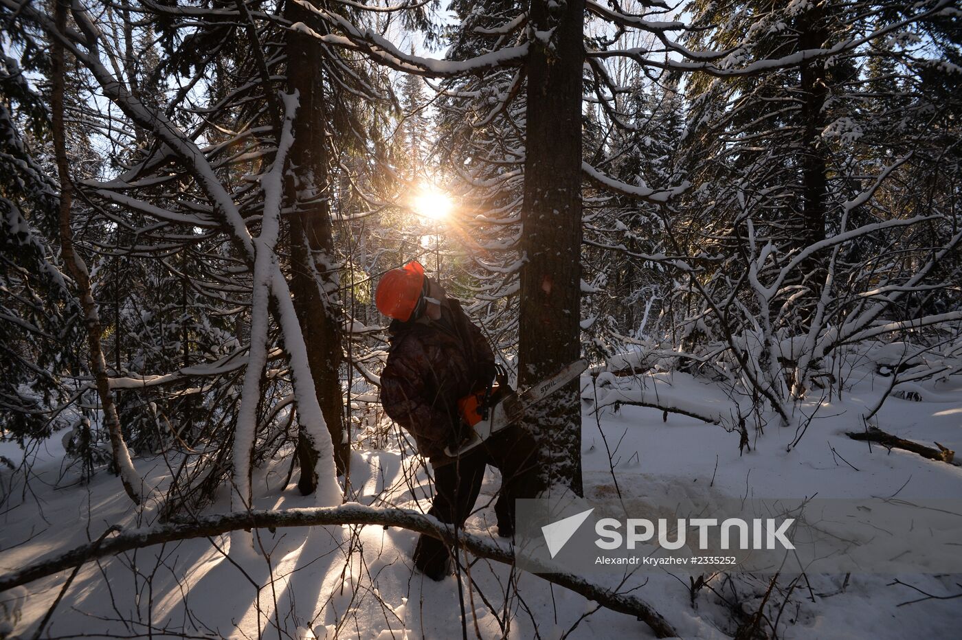 Logging in Novosibirsk region