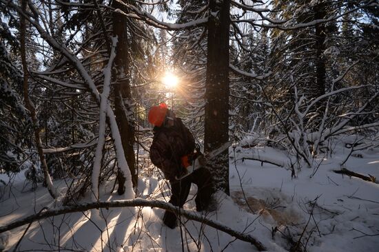 Logging in Novosibirsk region