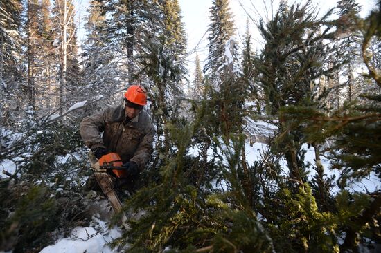 Logging in Novosibirsk region