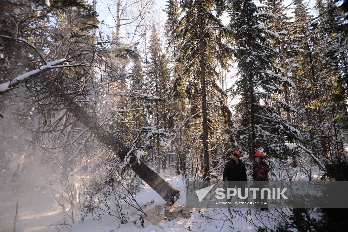 Logging in Novosibirsk Region