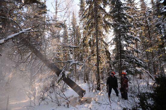 Logging in Novosibirsk Region