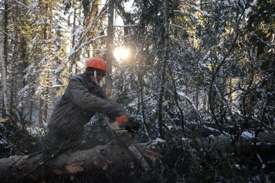 Logging in Novosibirsk region