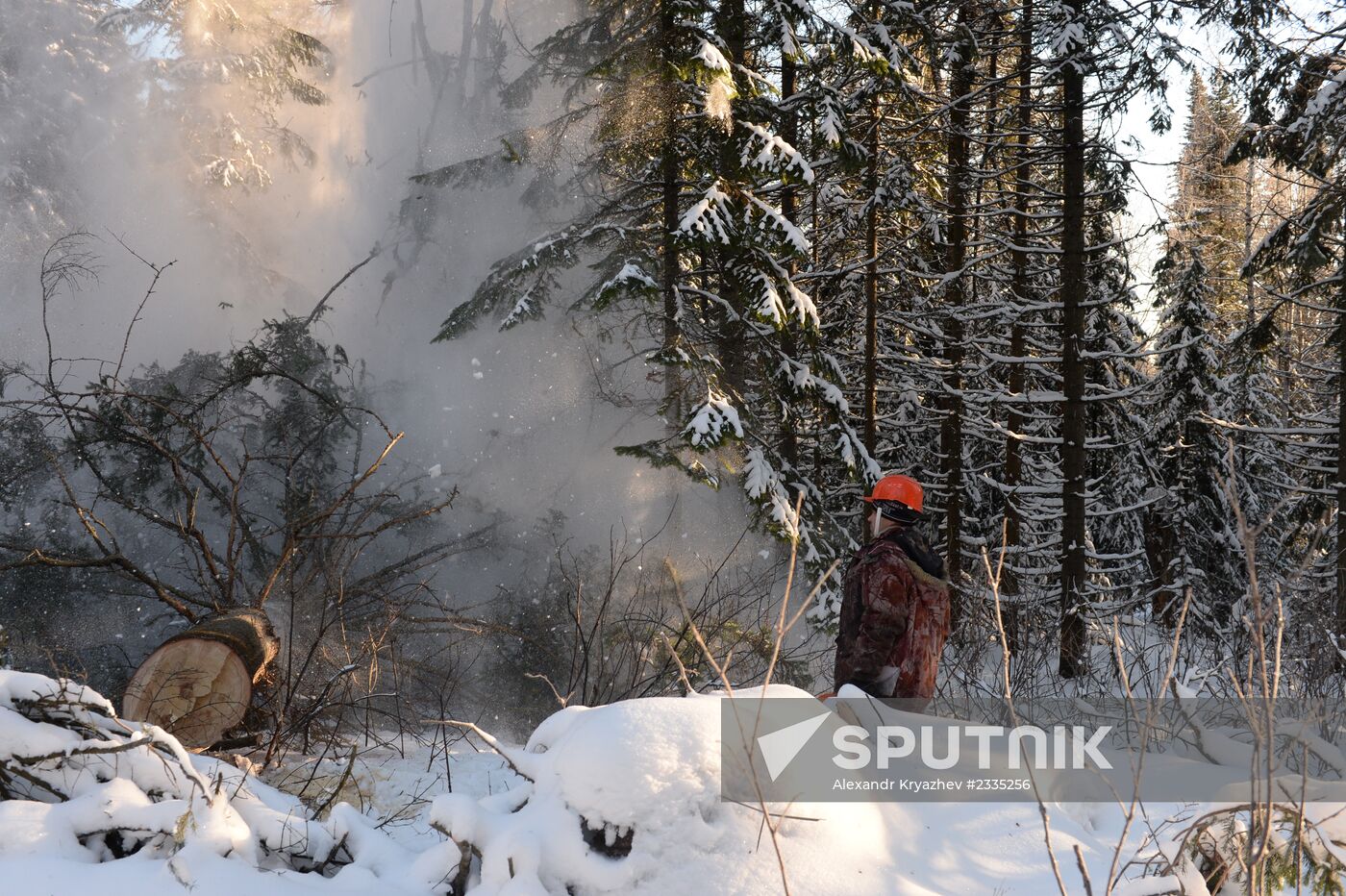 Logging in Novosibirsk region