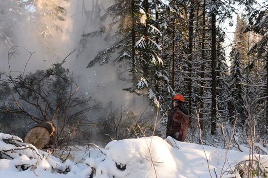 Logging in Novosibirsk region