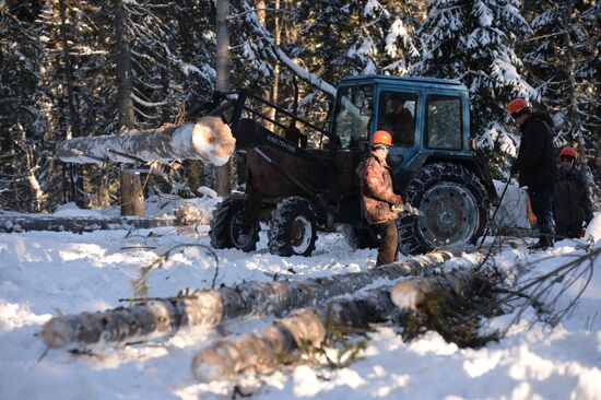 Logging in Novosibirsk region