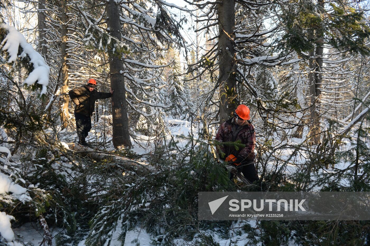 Logging in Novosibirsk region