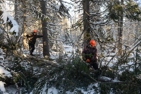 Logging in Novosibirsk region