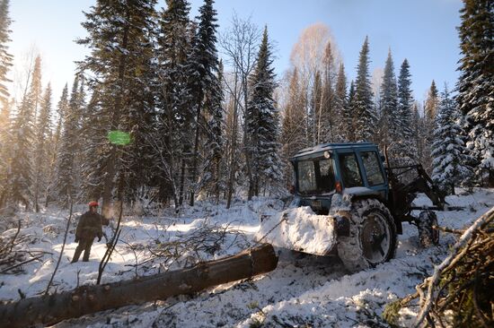 Logging in Novosibirsk region