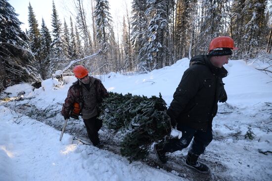 Logging in Novosibirsk region