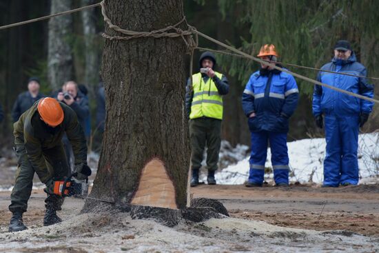 Country's main holiday tree is cut down in Moscow region