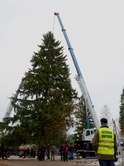 Country's main holiday tree is cut down in Moscow region