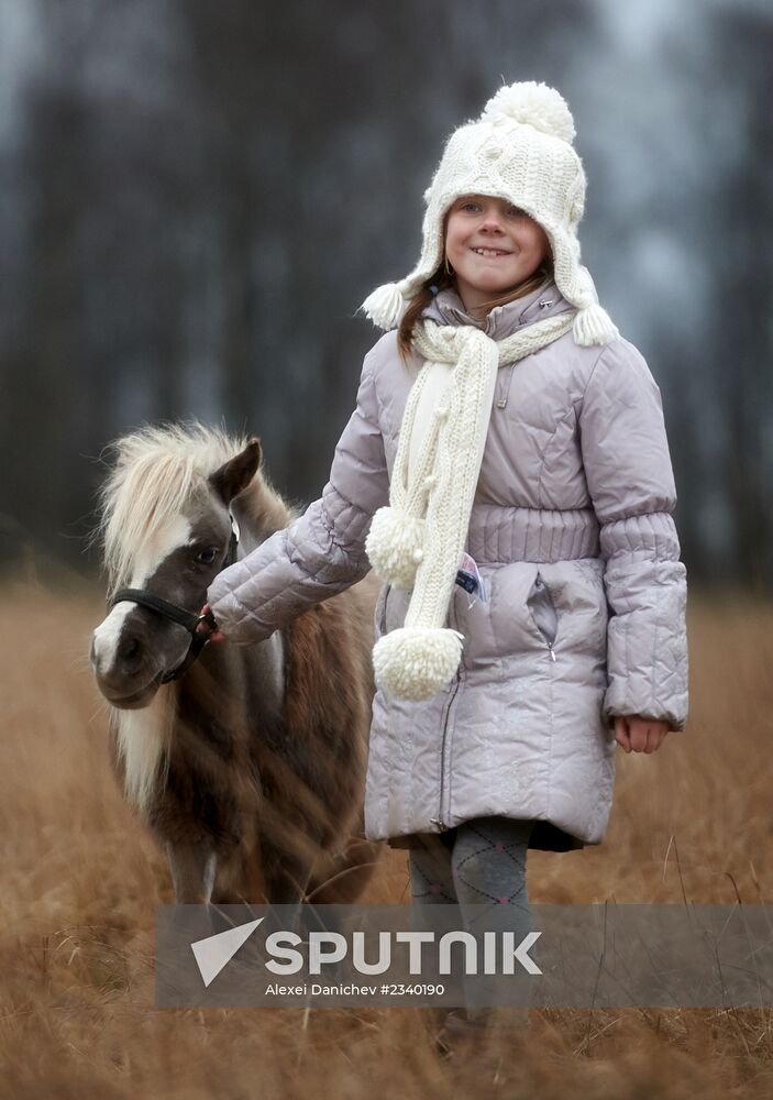 Breeding farm for American miniature horses in Leningrad region