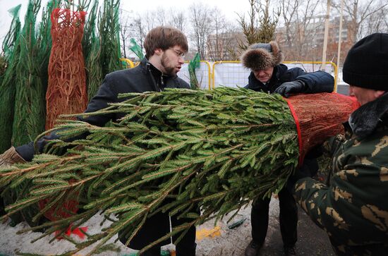 Christmas tree markets open in Moscow