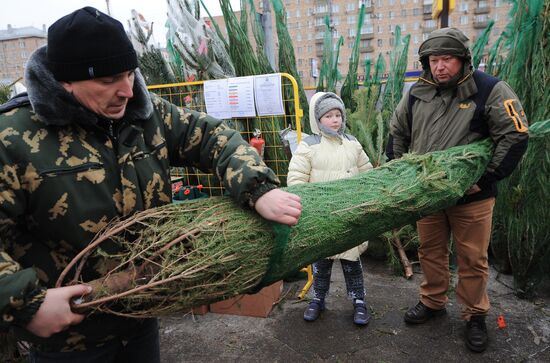 Christmas tree markets open in Moscow