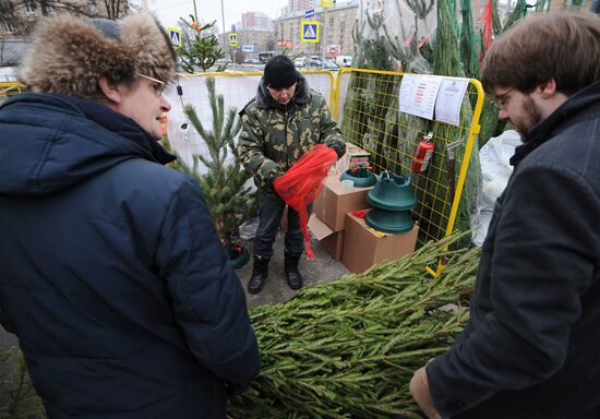 Christmas tree markets open in Moscow