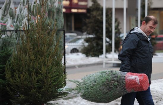 Christmas tree markets open in Moscow