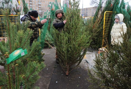 Christmas tree markets open in Moscow