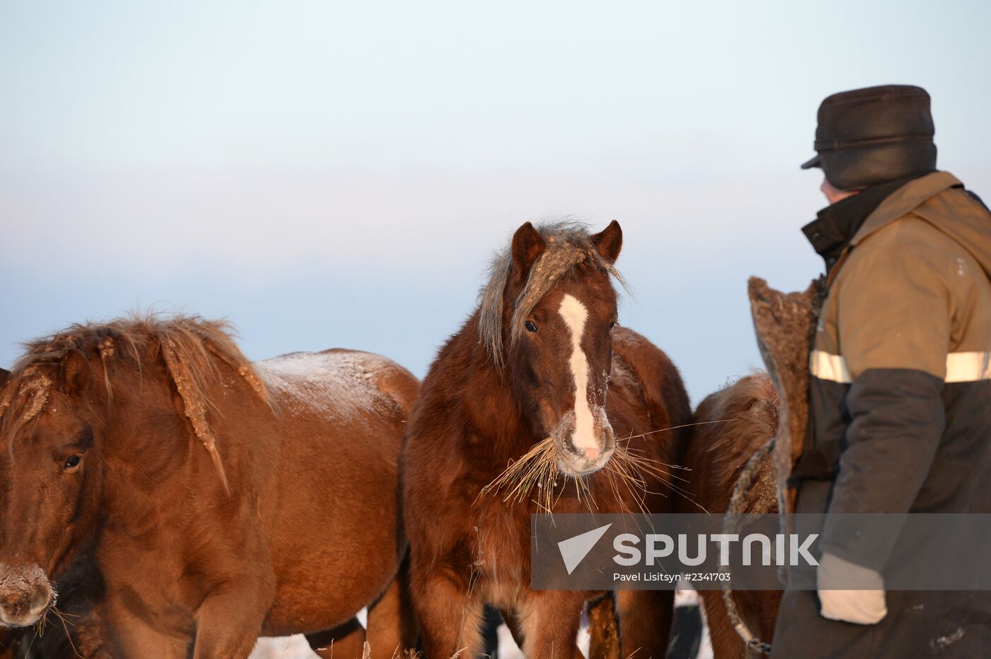 Horses on horse-breeding farm under Artyomovsky farm business in Sverdlovsk Region