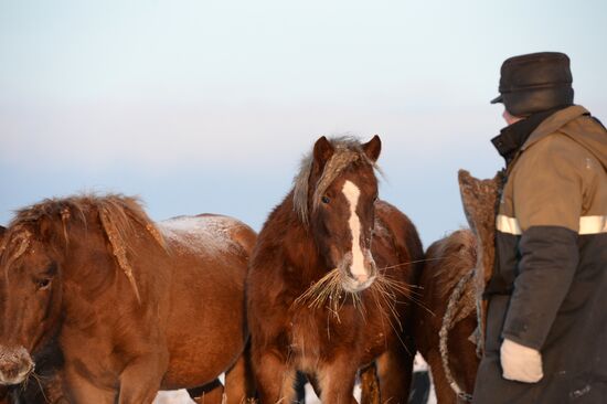 Horses on horse-breeding farm under Artyomovsky farm business in Sverdlovsk Region