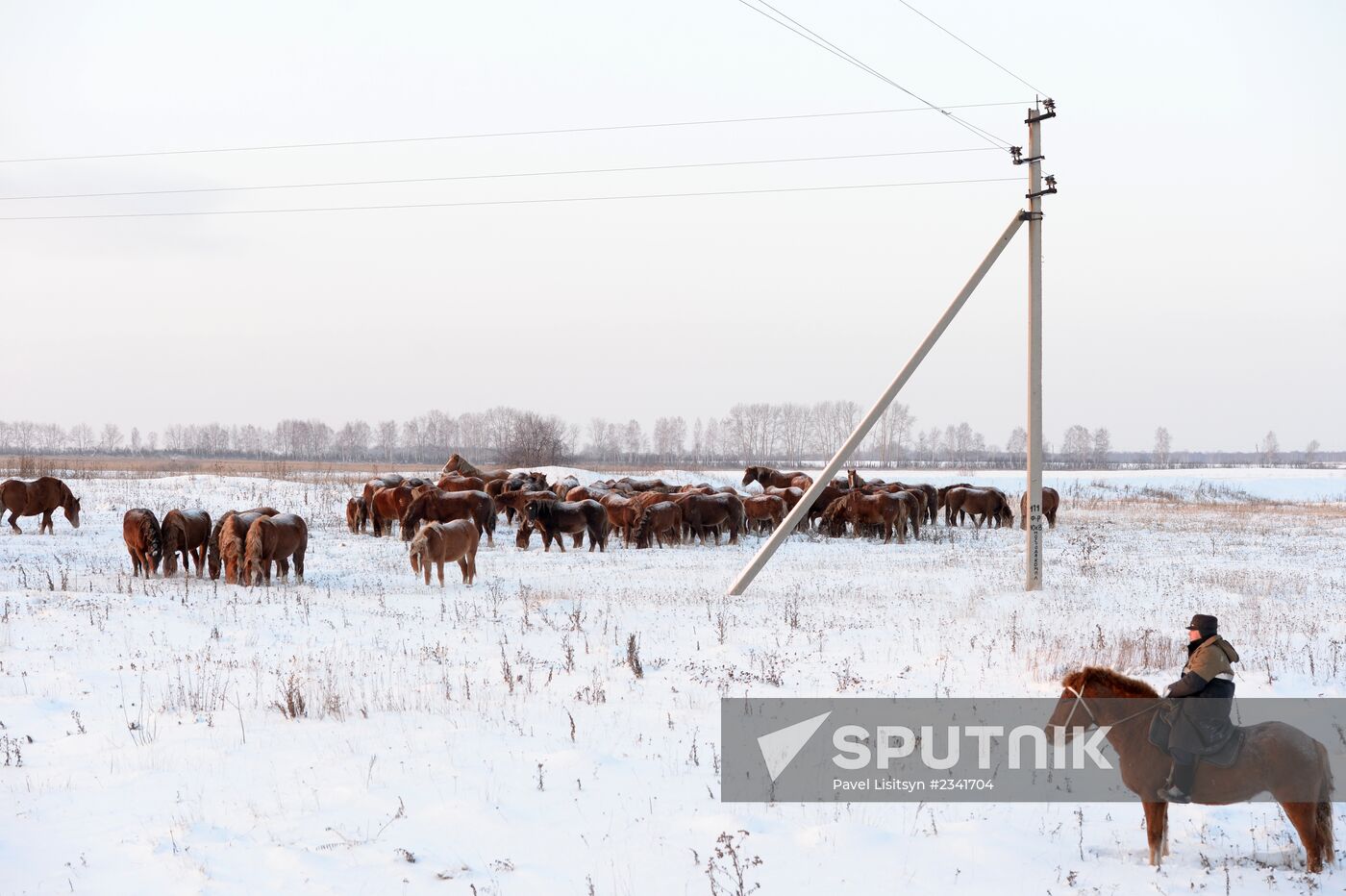 Horses on horse-breeding farm under Artyomovsky farm business in Sverdlovsk Region