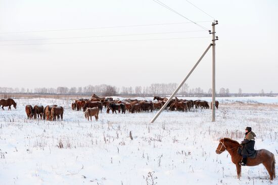 Horses on horse-breeding farm under Artyomovsky farm business in Sverdlovsk Region