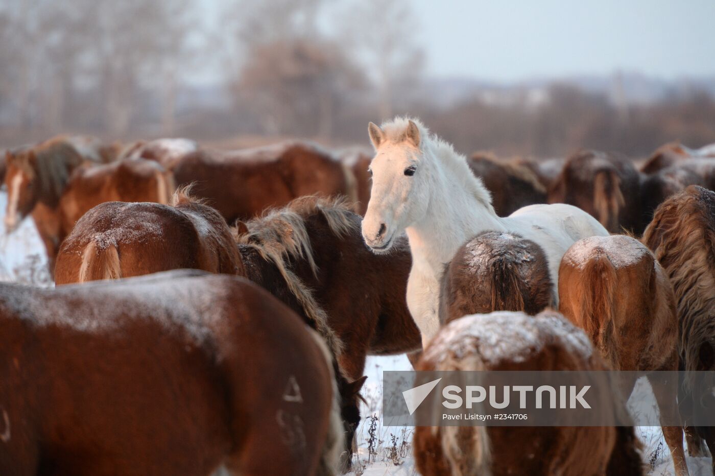 Horses on horse-breeding farm under Artyomovsky farm business in Sverdlovsk Region