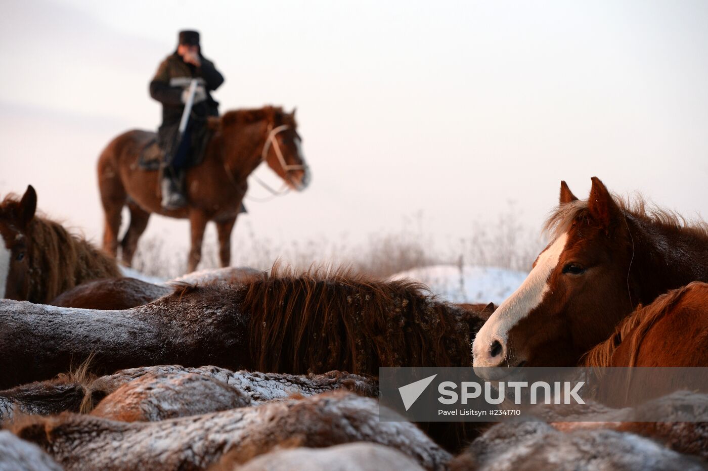 Horses on horse-breeding farm under Artyomovsky farm business in Sverdlovsk Region