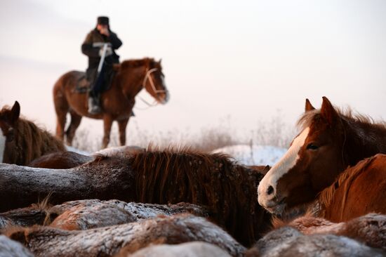 Horses on horse-breeding farm under Artyomovsky farm business in Sverdlovsk Region