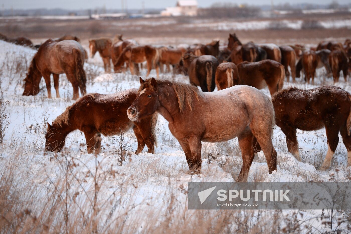 Horses on horse-breeding farm under Artyomovsky farm business in Sverdlovsk Region