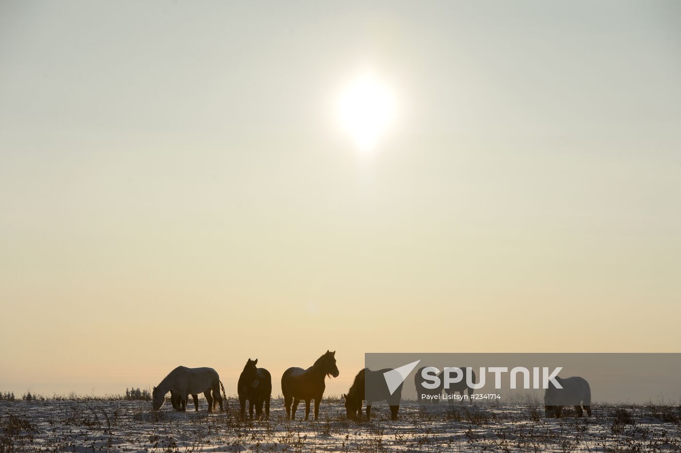 Horses on horse-breeding farm under Artyomovsky farm business in Sverdlovsk Region