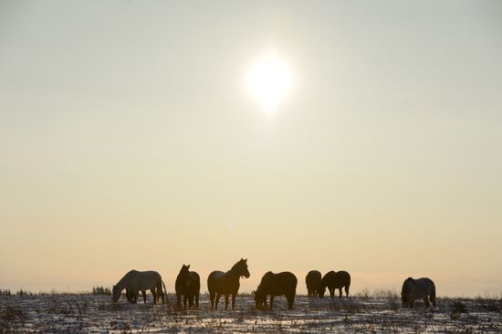 Horses on horse-breeding farm under Artyomovsky farm business in Sverdlovsk Region