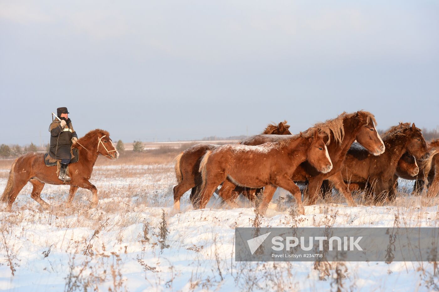 Horses on horse-breeding farm under Artyomovsky farm business in Sverdlovsk Region