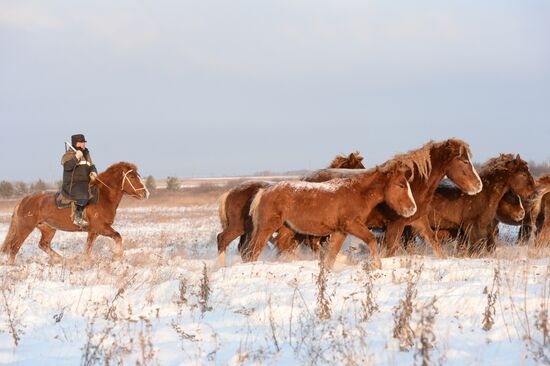 Horses on horse-breeding farm under Artyomovsky farm business in Sverdlovsk Region