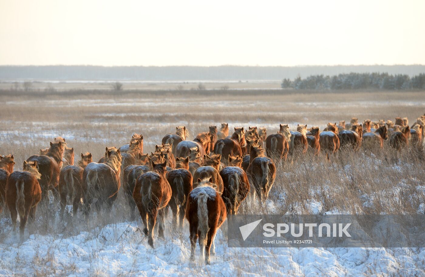 Horses on horse-breeding farm under Artyomovsky farm business in Sverdlovsk Region