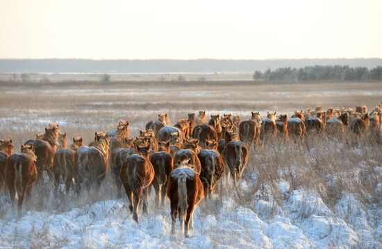 Horses on horse-breeding farm under Artyomovsky farm business in Sverdlovsk Region