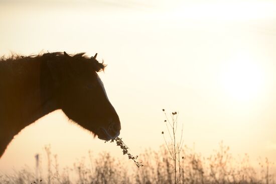 Horses on horse-breeding farm under Artyomovsky farm business in Sverdlovsk Region