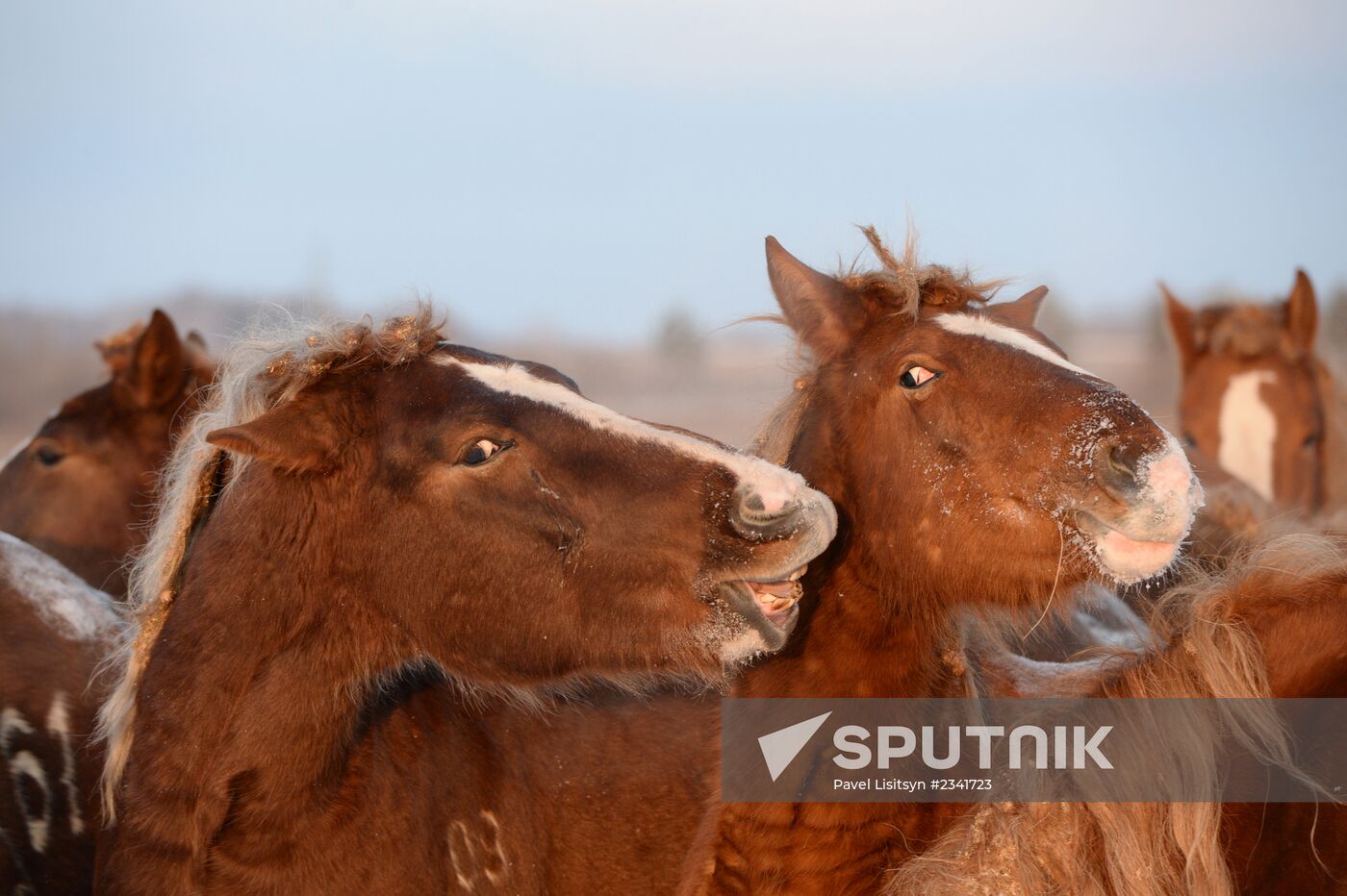 Horses on horse-breeding farm under Artyomovsky farm business in Sverdlovsk Region