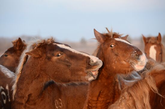 Horses on horse-breeding farm under Artyomovsky farm business in Sverdlovsk Region