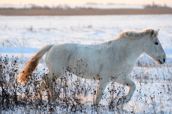 Horses on horse-breeding farm under Artyomovsky farm business in Sverdlovsk Region