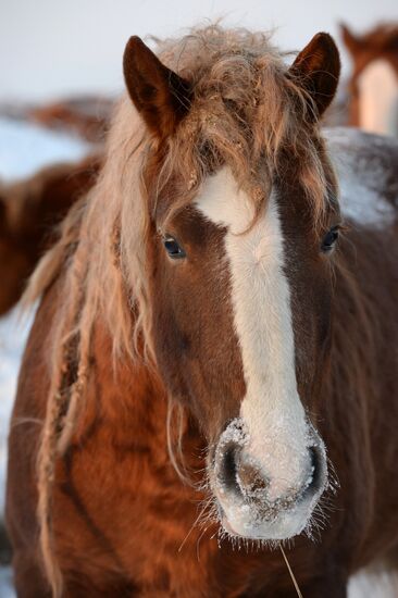 Horses on horse-breeding farm under Artyomovsky farm business in Sverdlovsk Region